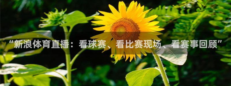 袋鼠直播体育直播入口：“新浪体育直播：看球赛、看比赛现场、看赛事回顾”